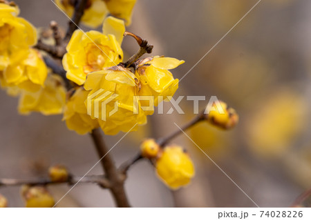 蝋梅の花のクローズアップ 74028226