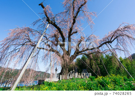 青空と大きな枝垂れ桜 青空と大きな枝垂れ桜 74028265