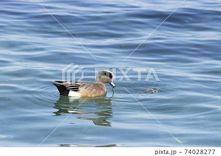アメリカヒドリ 74028277
