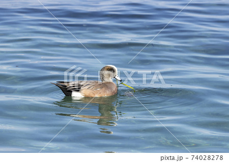 アメリカヒドリ アメリカヒドリ 74028278