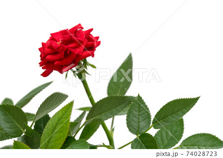 Beautiful fresh red rose isolated on white background Beautiful fresh red rose isolated on white background 74028723