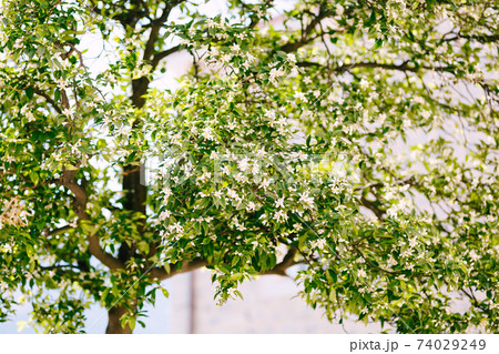 A flowering tangerine tree. White little flowers on the branches.  74029249