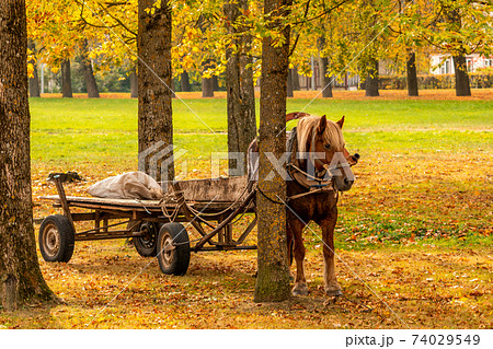 Horse tied under the tree Horse tied under the tree 74029549