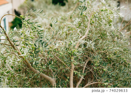 Many large fruits of olive tree, on branches among the foliage. Large green berries. Many large fruits of olive tree, on branches among the foliage. Large green berries. 74029633