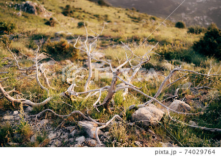 Dry branches in a field on the grass among stones. 74029764