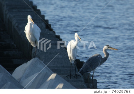 ダイサギの食事 ダイサギの食事 74029768