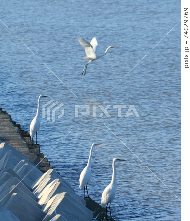 ダイサギの食事 ダイサギの食事 74029769
