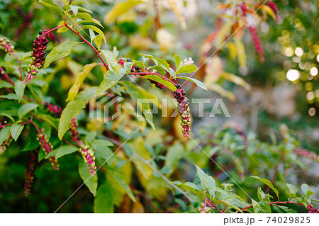 American phytolacca - Phytolacca americana, close-up with yellow leaves. American phytolacca - Phytolacca americana, close-up with yellow leaves. 74029825