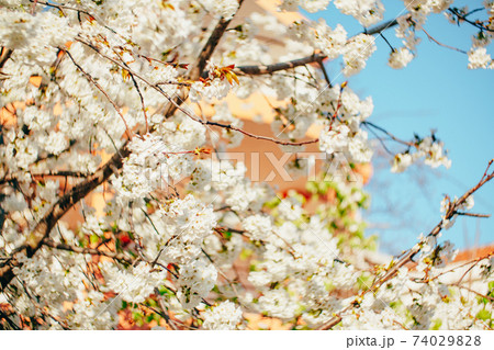Spring background - white flowers on the branches of a blossoming cherry tree. 74029828