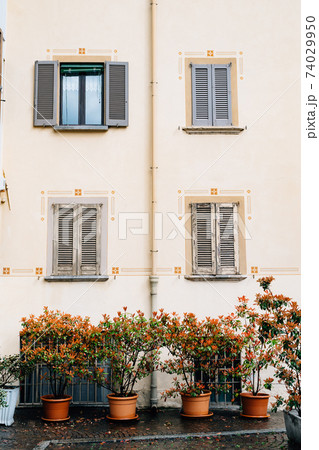 Pyracantha bushes in flower pots on the asphalt near a multi-storey building. Pyracantha bushes in flower pots on the asphalt near a multi-storey building. 74029950