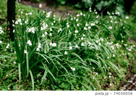 Summer white flower with white bells on green grass. 74030056
