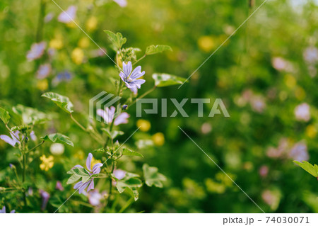 Close-up of a mallow flower against a background of green leaves. Close-up of a mallow flower against a background of green leaves. 74030071