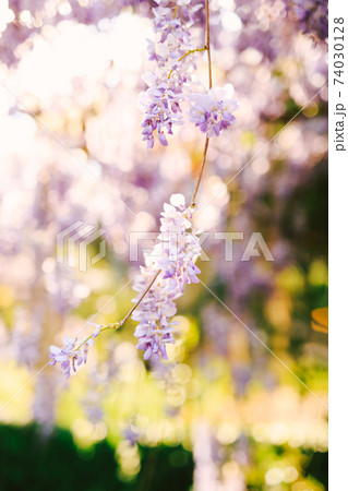 Wisteria branch with lilac flowers close-up on a blurred background. Wisteria branch with lilac flowers close-up on a blurred background. 74030128