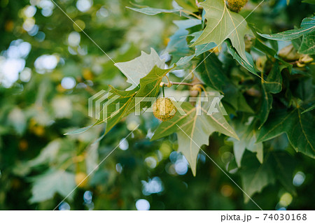 Close-up of Sycamore fruit in green leaves. Close-up of Sycamore fruit in green leaves. 74030168