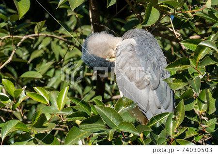 木々の中に隠れて毛繕いする五位鷺(ゴイサギ)の成鳥 木々の中に隠れて毛繕いする五位鷺(ゴイサギ)の成鳥 74030503