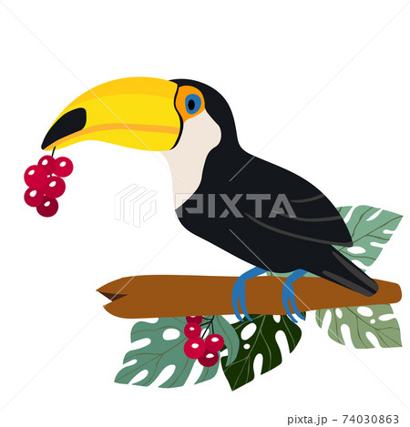 Cute cartoon toucan bird on branch. Vector stock illustration for invitations, card, poster. Summer exotic print. Tropical toucan icon with floral palm leaves. 74030863