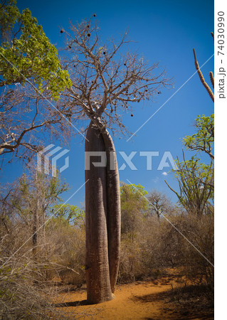 Landscape with Adansonia rubrostipa aka fony baobab tree in Reniala reserve , Toliara, Madagascar 74030990