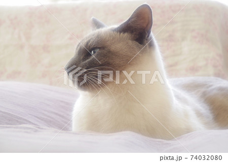 ベッドの上でやわらかい光に包まれる猫の横顔 ベッドの上でやわらかい光に包まれる猫の横顔 74032080