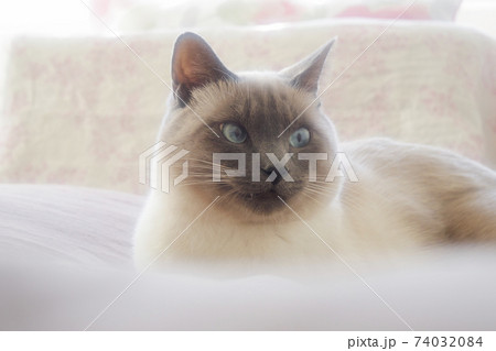 ベッドの上でやわらかい光に包まれる猫 ベッドの上でやわらかい光に包まれる猫 74032084