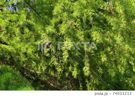 Green branch of larch with fresh leaves lit by the sunlight 74033213