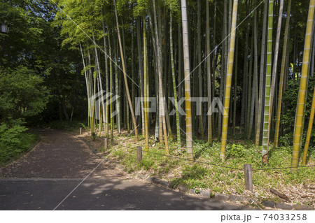 皇居東御苑　旧江戸城　竹　二の丸　三の丸　皇居附属庭園 74033258