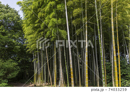 皇居東御苑　旧江戸城　竹　二の丸　三の丸　皇居附属庭園 74033259