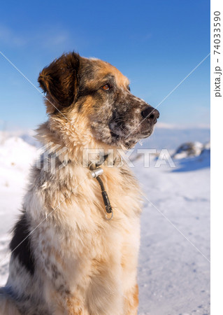 Big seriuos furry dog sitting on the snow, portrait 74033590