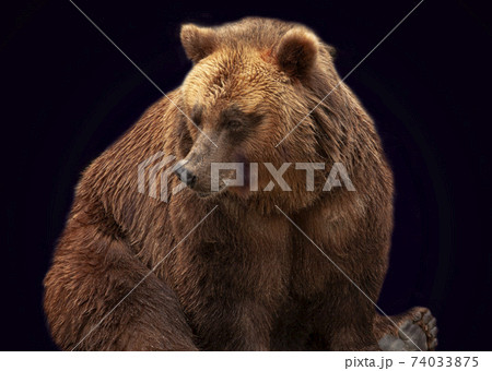 Brown bear isolated on black background Brown bear isolated on black background 74033875