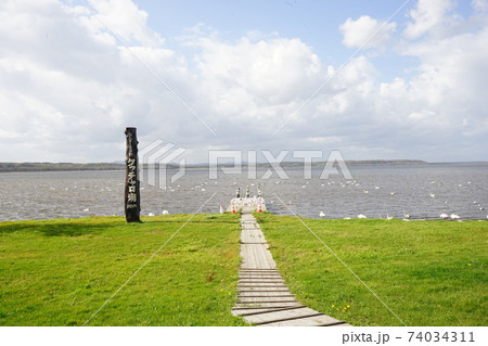 クッチャロ湖 白鳥 北海道 枝幸郡 日本 クッチャロ湖 白鳥 北海道 枝幸郡 日本 74034311