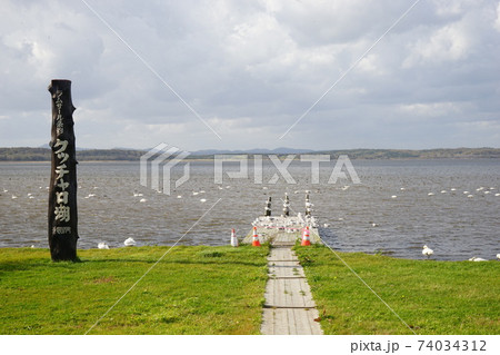 クッチャロ湖 白鳥 北海道 枝幸郡 日本 74034312