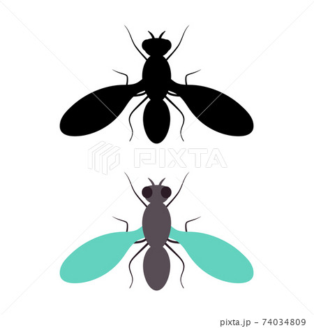 House fly insect and cartoon black fly insect 74034809