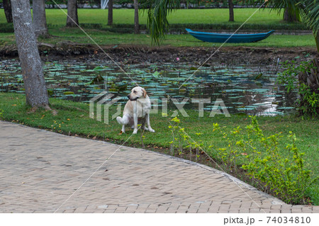 Labrador retriever dog pooping on grass at beautiful garden Labrador retriever dog pooping on grass at beautiful garden 74034810