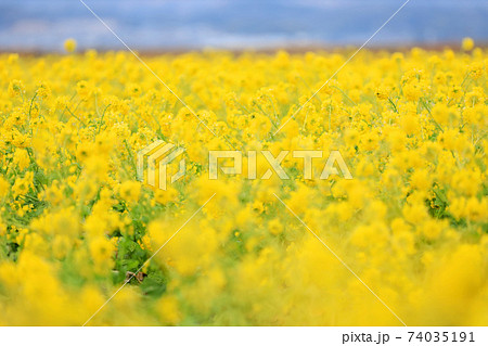 滋賀県守山市のなぎさ公園の菜の花畑 春 黄色 お花 2月 の写真素材
