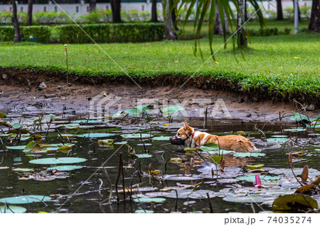 Welsh Corgi dog in muzzle mask playing in the lotus pond 74035274