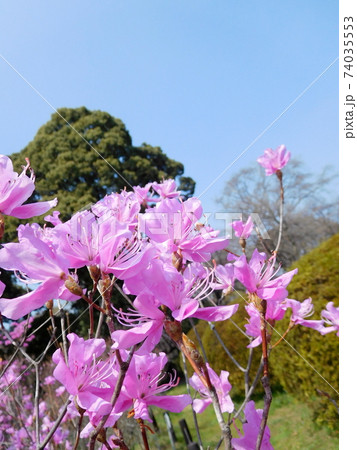 小石川植物園のタカクマミツバツツジ 小石川植物園のタカクマミツバツツジ 74035553