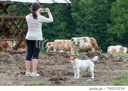 Pretty young woman take a pictures with mobile phone from typical hungarian cows in a farm in Hungary Pretty young woman take a pictures with mobile phone from typical hungarian cows in a farm in Hungary 74035554