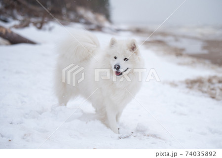 Samoyed white dog is on snow Saulkrasti beach in Latvia Samoyed white dog is on snow Saulkrasti beach in Latvia 74035892