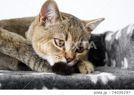 gray purebred kitten Scottish straight chinchilla lies on a white background, the cat is resting gray purebred kitten Scottish straight chinchilla lies on a white background, the cat is resting 74036297