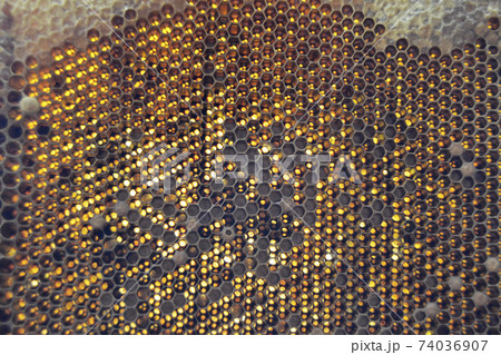 Drop of bee honey drip from hexagonal honeycombs Drop of bee honey drip from hexagonal honeycombs 74036907