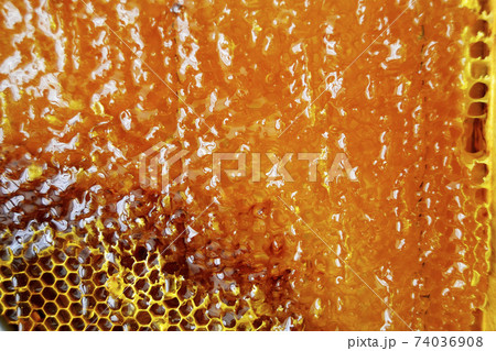 Drop of bee honey drip from hexagonal honeycombs Drop of bee honey drip from hexagonal honeycombs 74036908