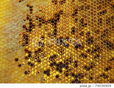 Drop of bee honey drip from hexagonal honeycombs 74036909