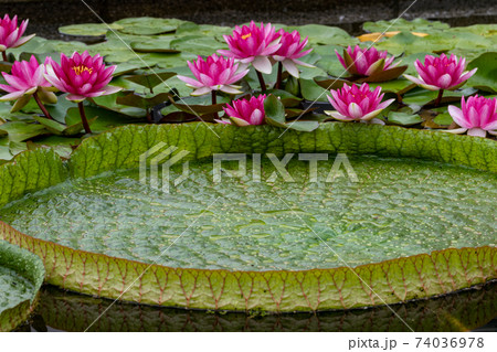 パラグアイオニバス 74036978