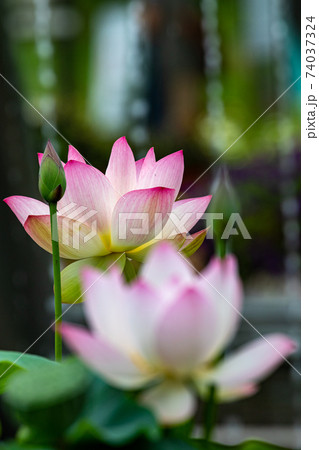 ハスの花 74037324