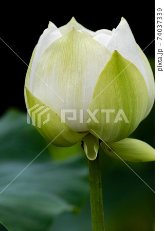 ハスの花 ハスの花 74037339
