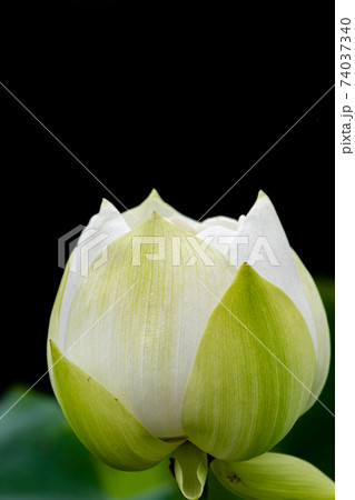ハスの花 ハスの花 74037340