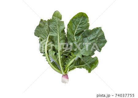 白背景の蕪付きの野沢菜 74037755