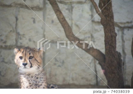 チーターの子供 チーターの子供 74038039