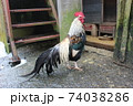 勇ましい軍鶏 74038286