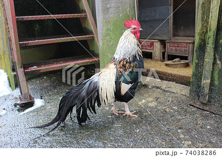 勇ましい軍鶏 勇ましい軍鶏 74038286