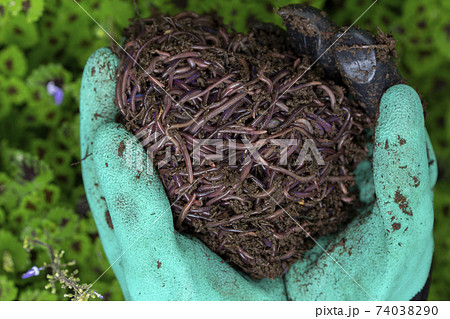 Farmer hands holding Fertile soil Farmer hands holding Fertile soil 74038290